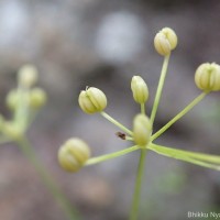 Pimpinella heyneana (DC.) Benth. & Hook.f.